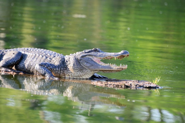 Obligatory alligator photo.