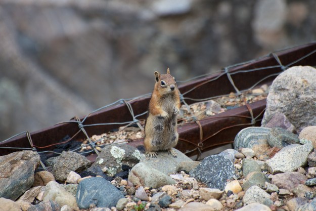 Durango-Silverton  0006