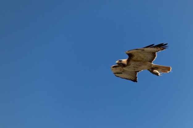 Note the mouse or vole in the talons.